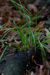 Wildenow's sedge